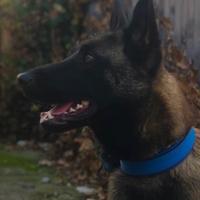 Pastore belga malinois