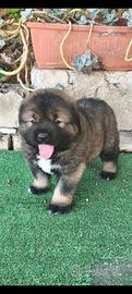 Caucaso con pedigree ENCI.,