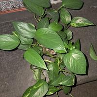 Pianta pothos