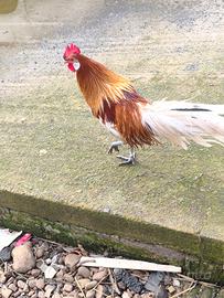 Titine Phoenix nane 8 in blocco