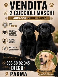 Gli ultimi 2 cuccioli di Labrador