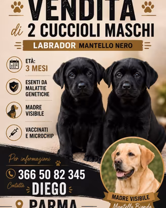 Gli ultimi 2 cuccioli di Labrador