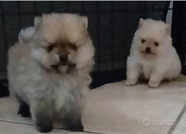 Spitz volpino pomerania