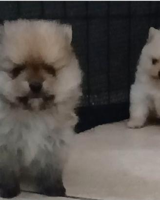 Spitz volpino pomerania