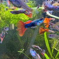 Guppy - Pesci acquario d'acqua dolce