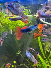 Guppy - Pesci acquario d'acqua dolce