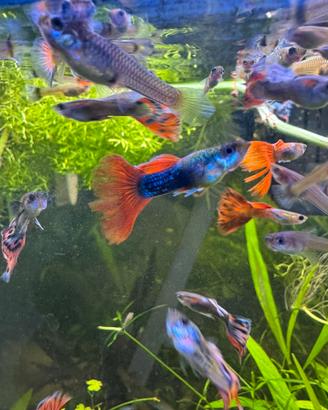 Guppy - Pesci acquario d'acqua dolce