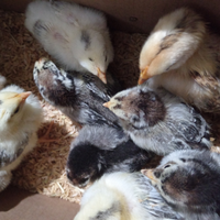 Pulcini di nostrana di morozzo e robusta maculata