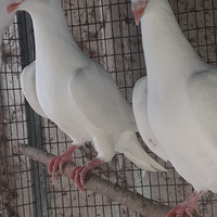 Colombi viaggiatori bianchi