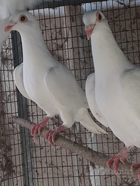 Colombi viaggiatori bianchi