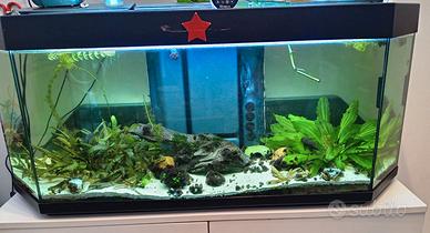 Acquario completo da 240 litri