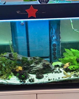 Acquario completo da 240 litri
