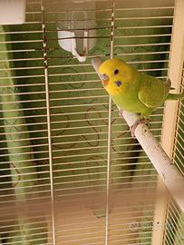 Piccoli di cocorite