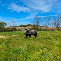 Fattrice PSA del 2020