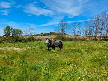 Fattrice PSA del 2020