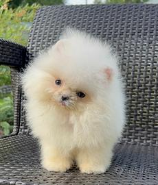 Spitz Nano / Pomerania linea coreana
