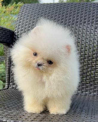 Spitz Nano / Pomerania linea coreana