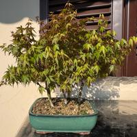 Boschetto 5 Bonsai di Acero Yamamomiji