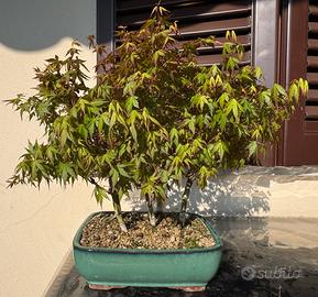 Boschetto 5 Bonsai di Acero Yamamomiji