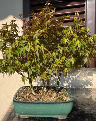 Bonsai di Bosco Acero Yamamomiji