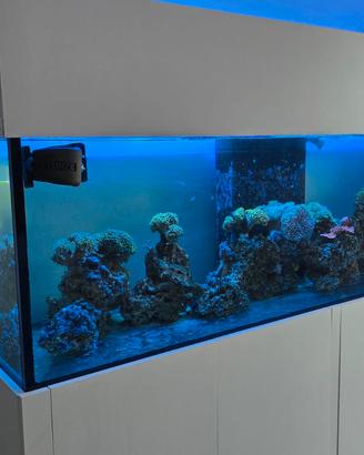 ACQUARIO 