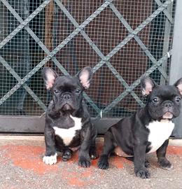 cuccioli bouledogue bulldog francese 