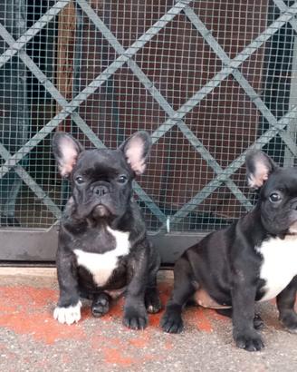 cuccioli bouledogue bulldog francese 