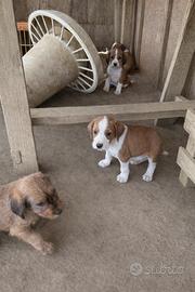 Cuccioli segugi maremmani