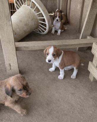 Cuccioli segugi maremmani
