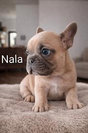 Cuccioli bulldog francese esotici