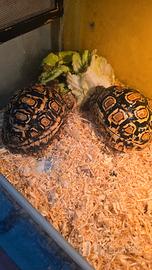 Tartarughe pardalis