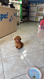 Barboncino Asiatico