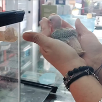 Parrocchetti dal collare