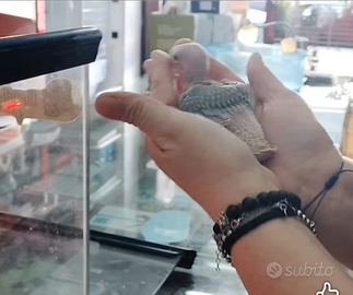 Parrocchetti dal collare