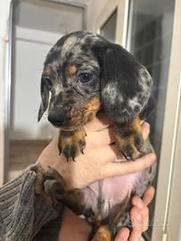 Bassotto Arlecchino kaninchen