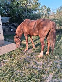Cavallo quarab di 4anni