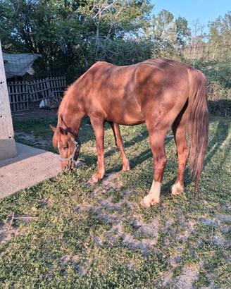 Cavallo quarab di 4anni