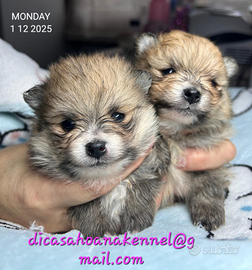 Spitz tedesco nano Pomerania