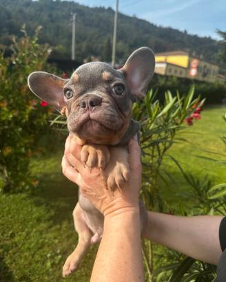 Maschio di bulldog francese colore blu tan