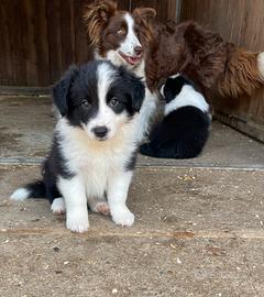 Border collie con pedigree