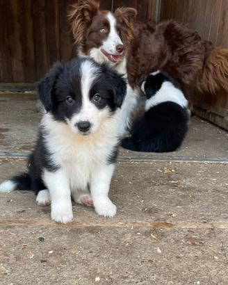Border collie con pedigree