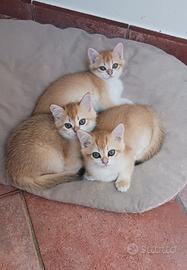 British Shorthair Golden cuccioli