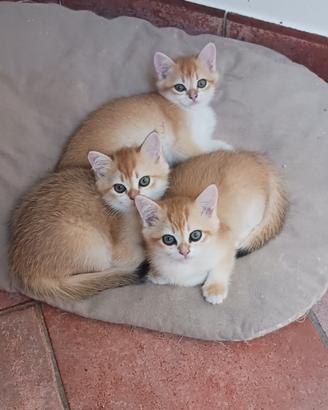 British Shorthair Golden cuccioli
