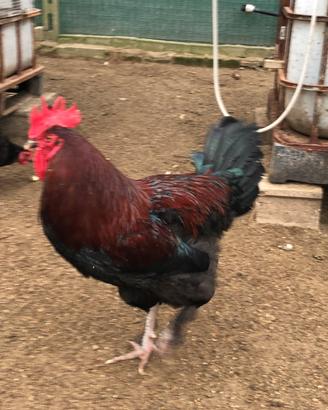 Uova di Marans