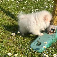 Spitz di pomerania linea coreana Max 18 cm AD