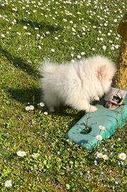 Spitz di pomerania linea coreana Max 18 cm AD