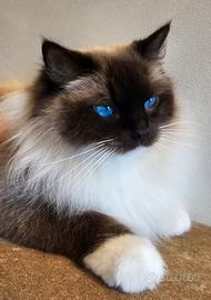 Giovane femmina Ragdoll adulta sterilizzata