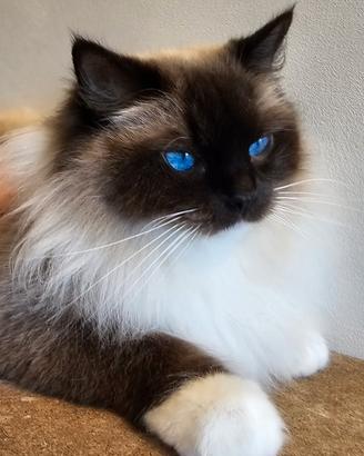 Giovane femmina Ragdoll adulta sterilizzata