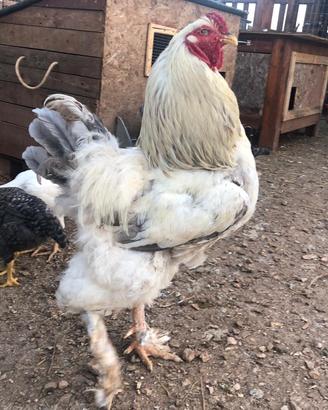 Pulcini diBrahma
