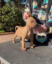 Cucciolo di pit bull ukc con pedigree
